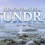 Synonyms for tundra including Arctic tundra, treeless plain, polar landscape, and alpine tundra